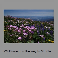 Wildflowers on the way to Mt. Glory - Tetons